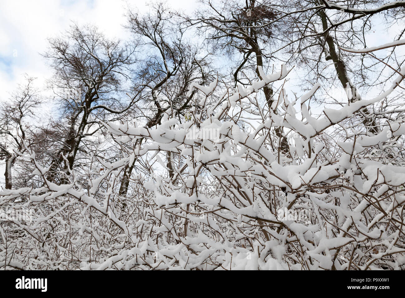 a thick layer of snow on the branches of deciduous trees without ...