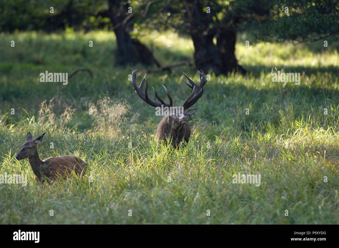 Cerf Elaphe Poursuivant Une Biche Red Deer And Hind Cervus Elaphus Stock Photo Alamy Cerf Elaphe Poursuivant Une Biche Red Deer And Hind Cervus Elaphus Stock Photo Alamy