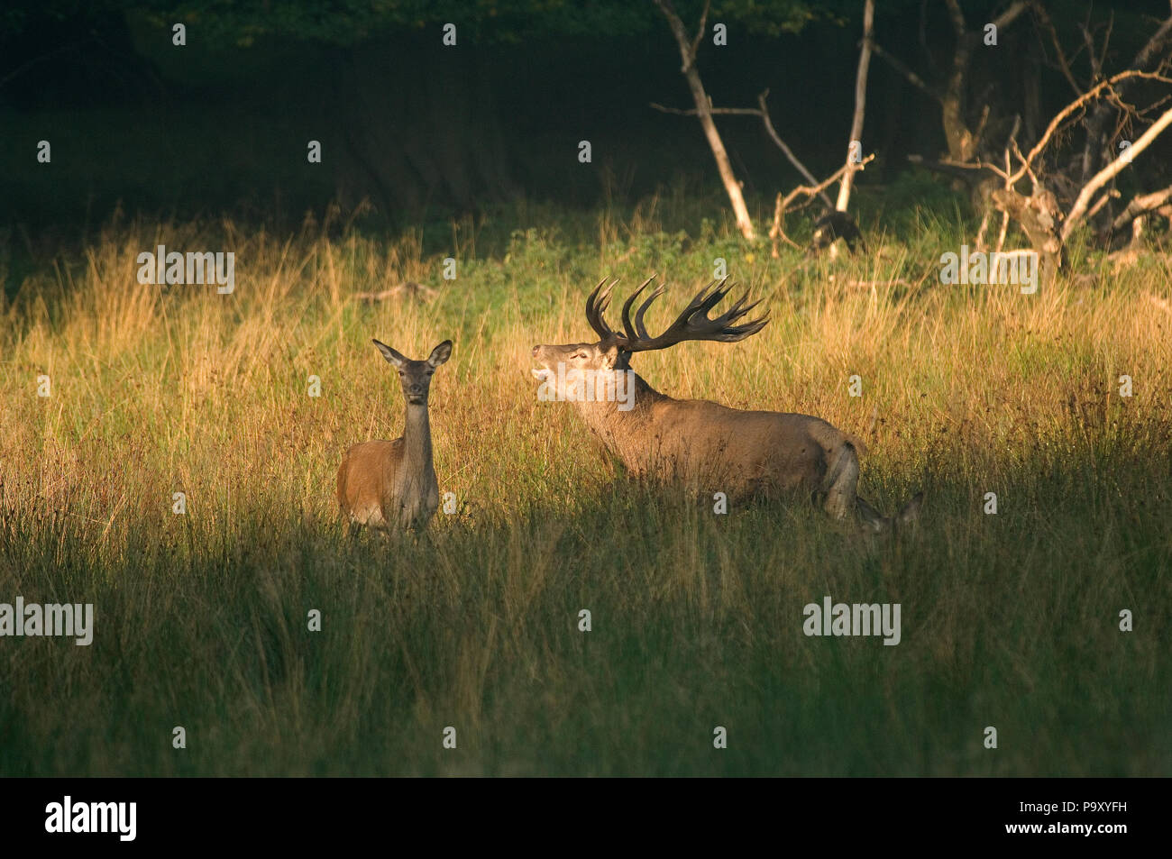 Biche et cerf hires stock photography and images Alamy