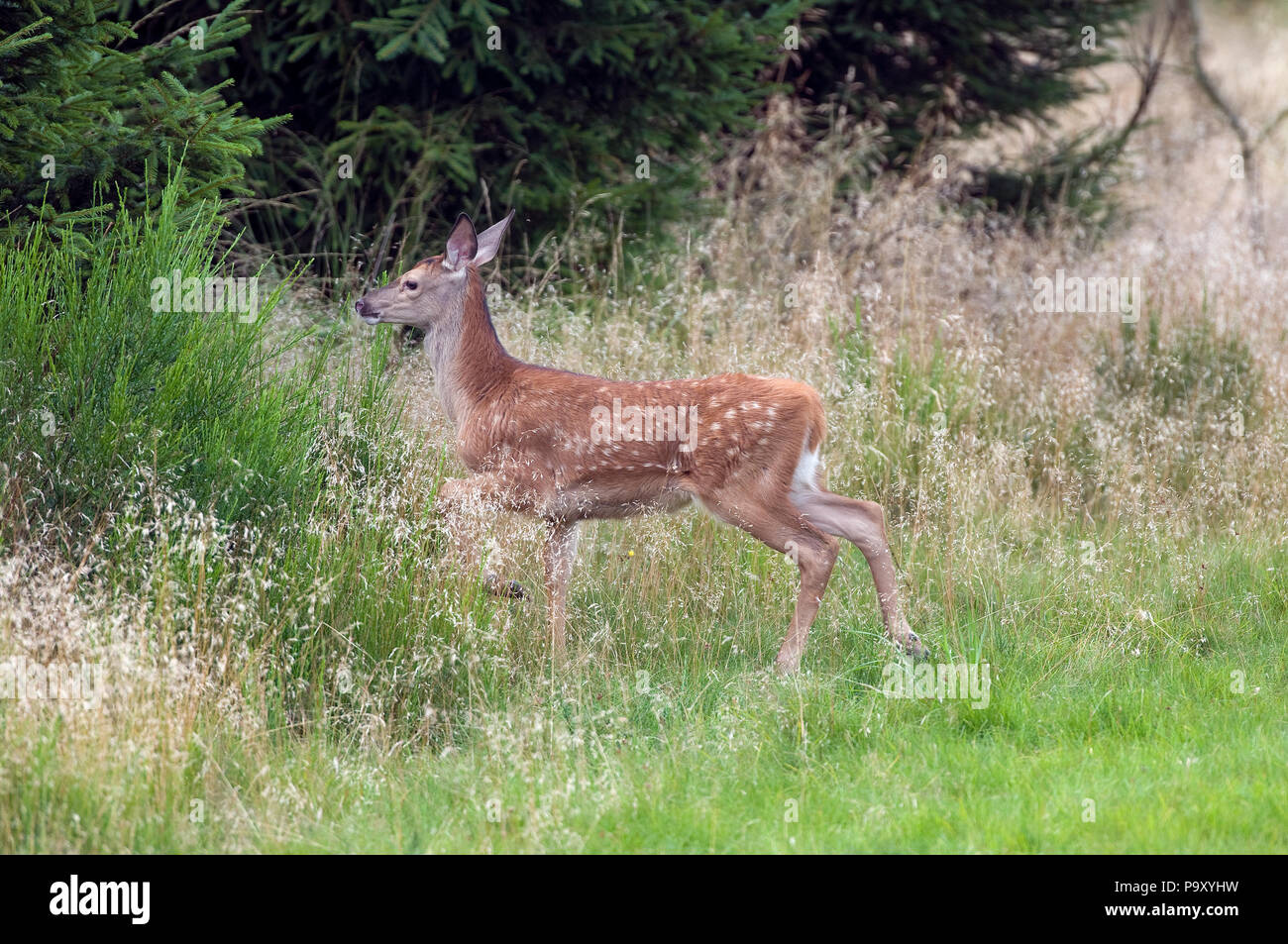 Cerf Elaphe Faon Red Deer Fawn Cervs Elaphus Stock Photo Alamy