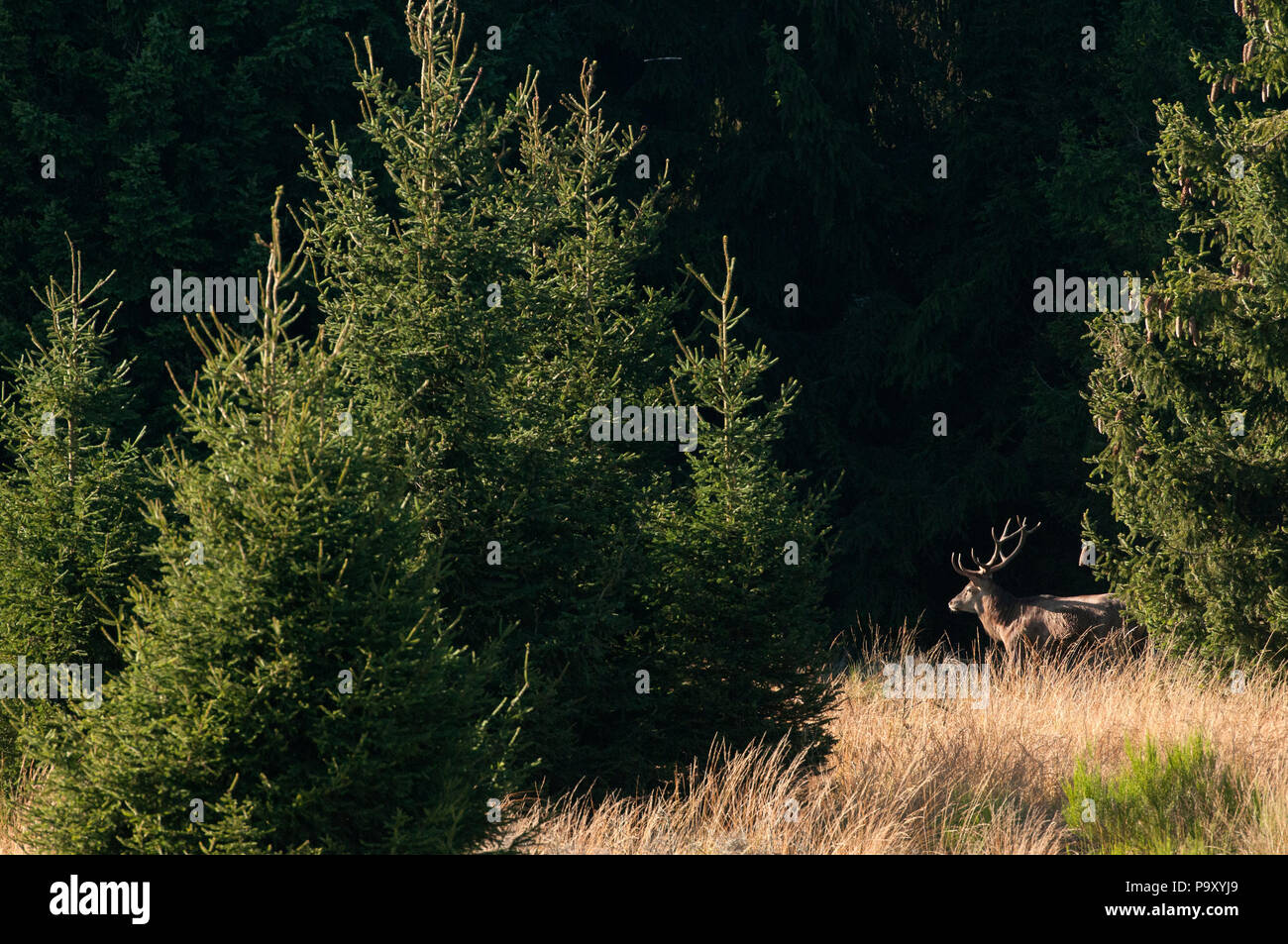 Cerf élaphe - Red Deer - Cervus elaphus Stock Photo
