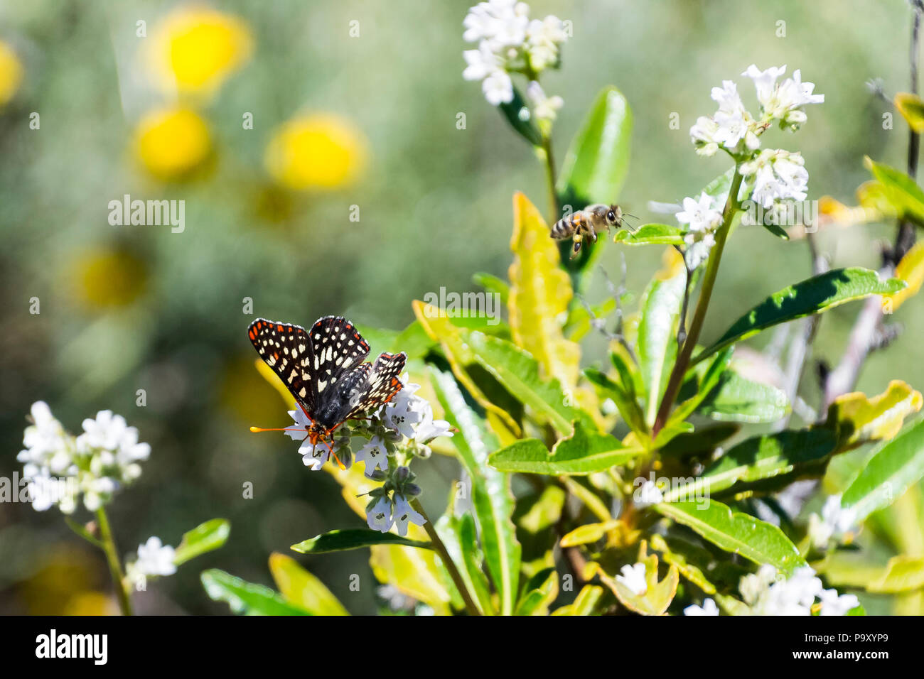 Butterfly and Bee on Wildflowers Stock Photo Alamy