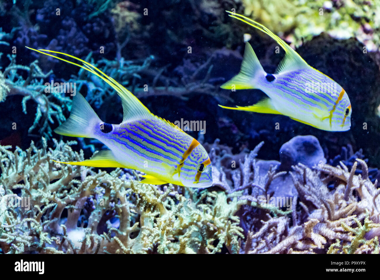 Threadfin Snapper near Coral Reef Stock Photo