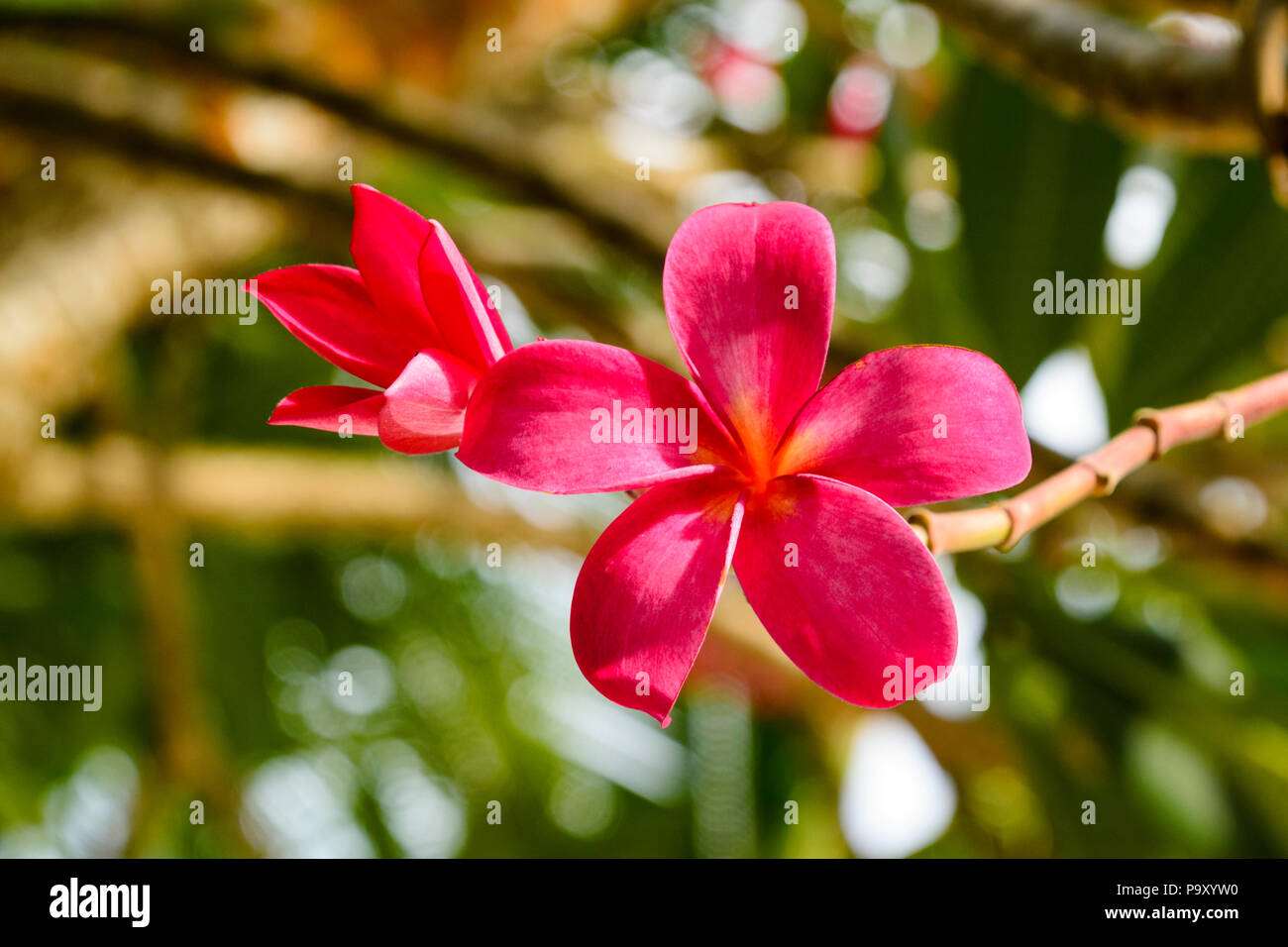 Pink and Orange Plumeria Flower and Bud Stock Photo Alamy