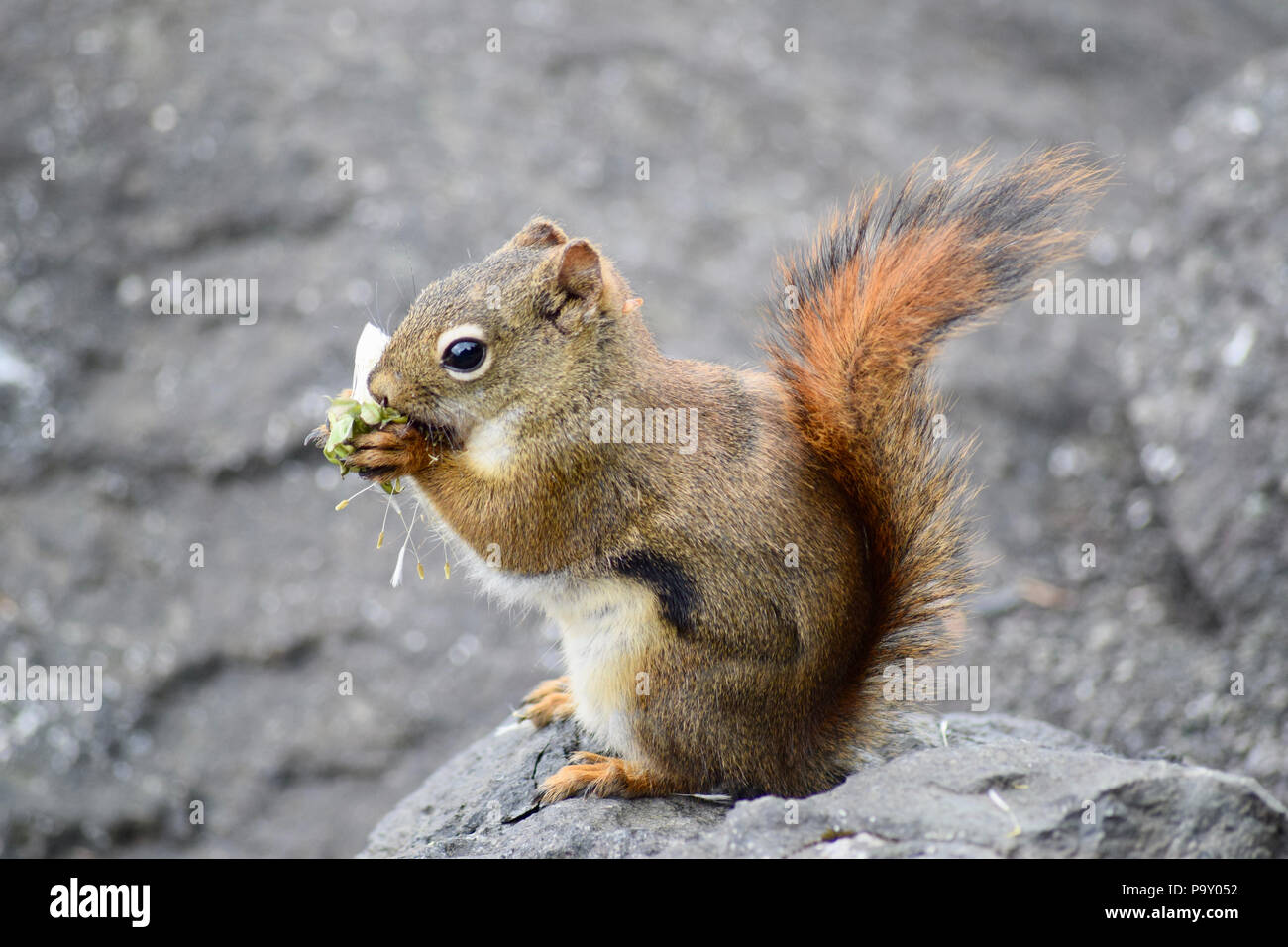 Squirrel, Alaska Stock Photo