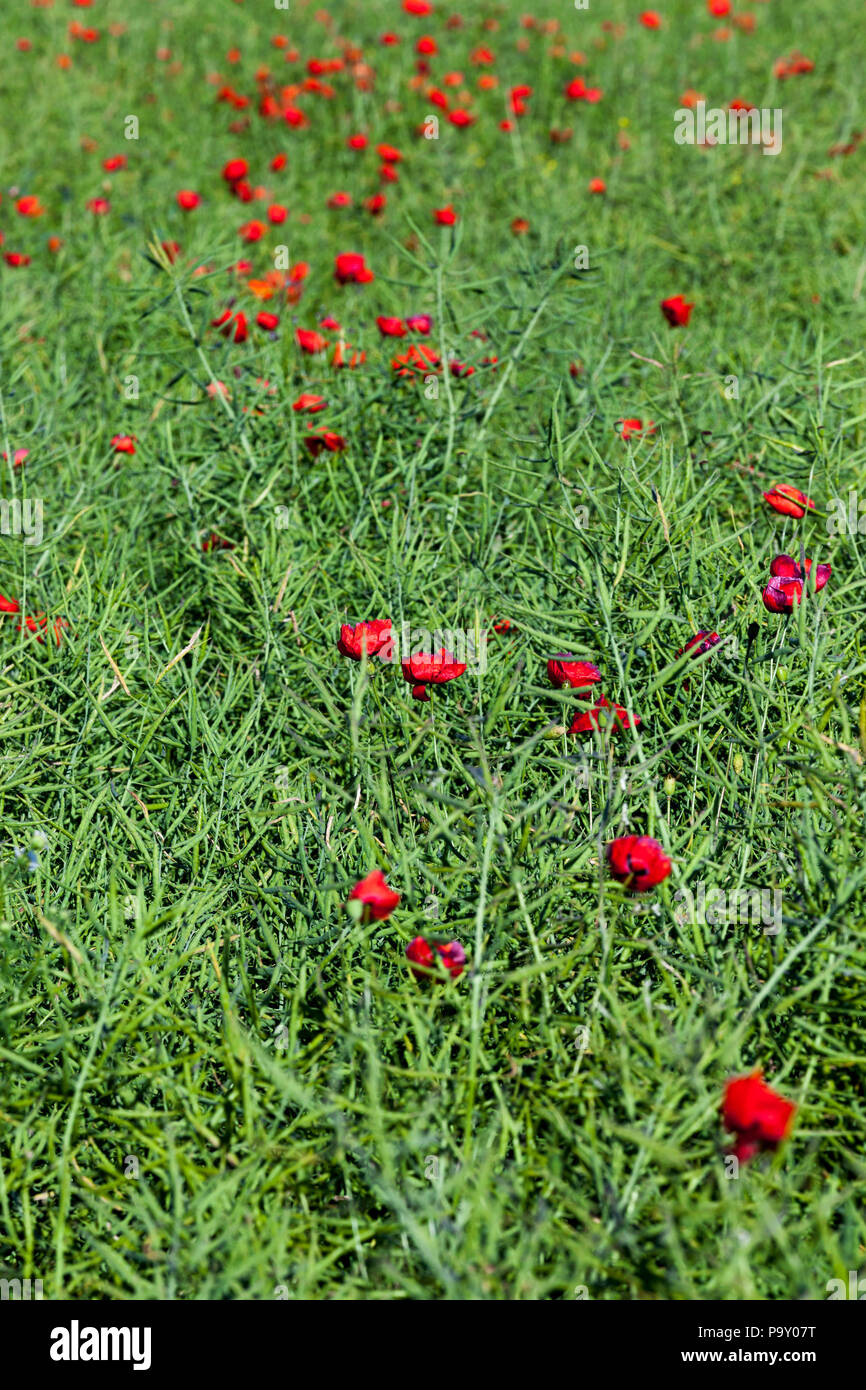 red poppy flowers growing on an agricultural field with green rape pods