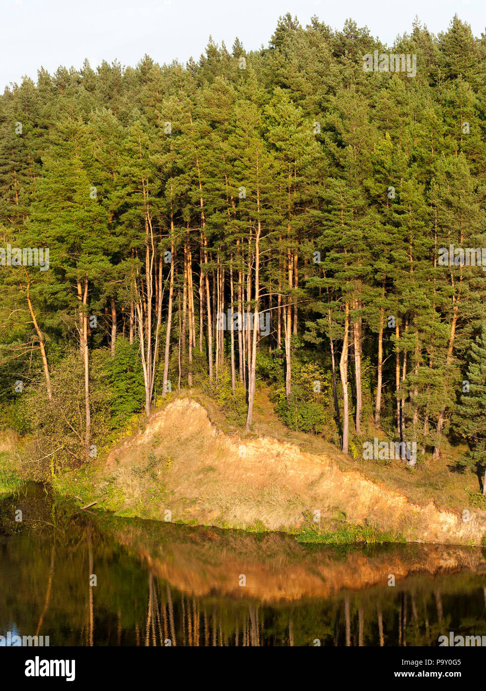 growing on a hill near the river high pine trees, the trees are ...