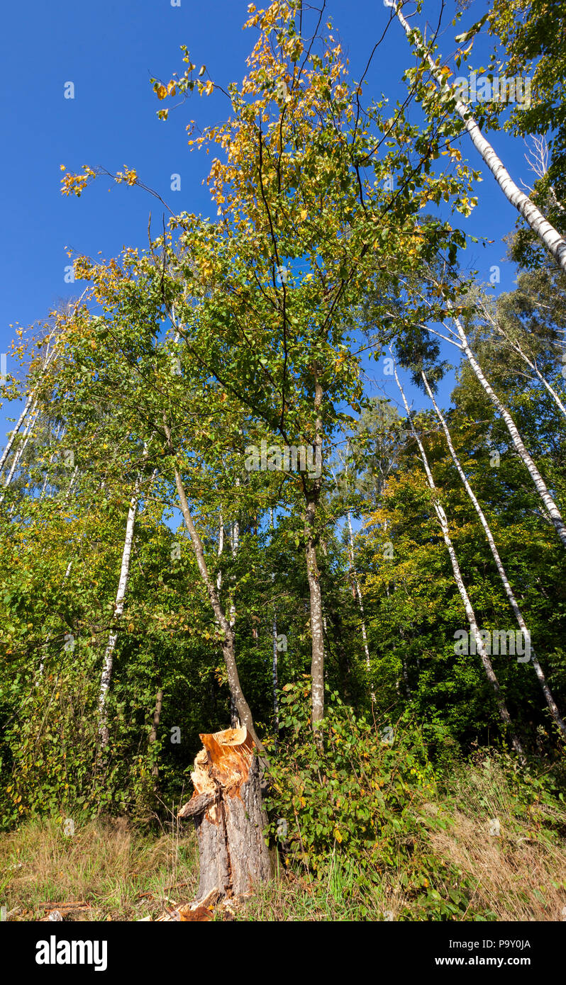 Mixed deciduous forest hi-res stock photography and images - Alamy