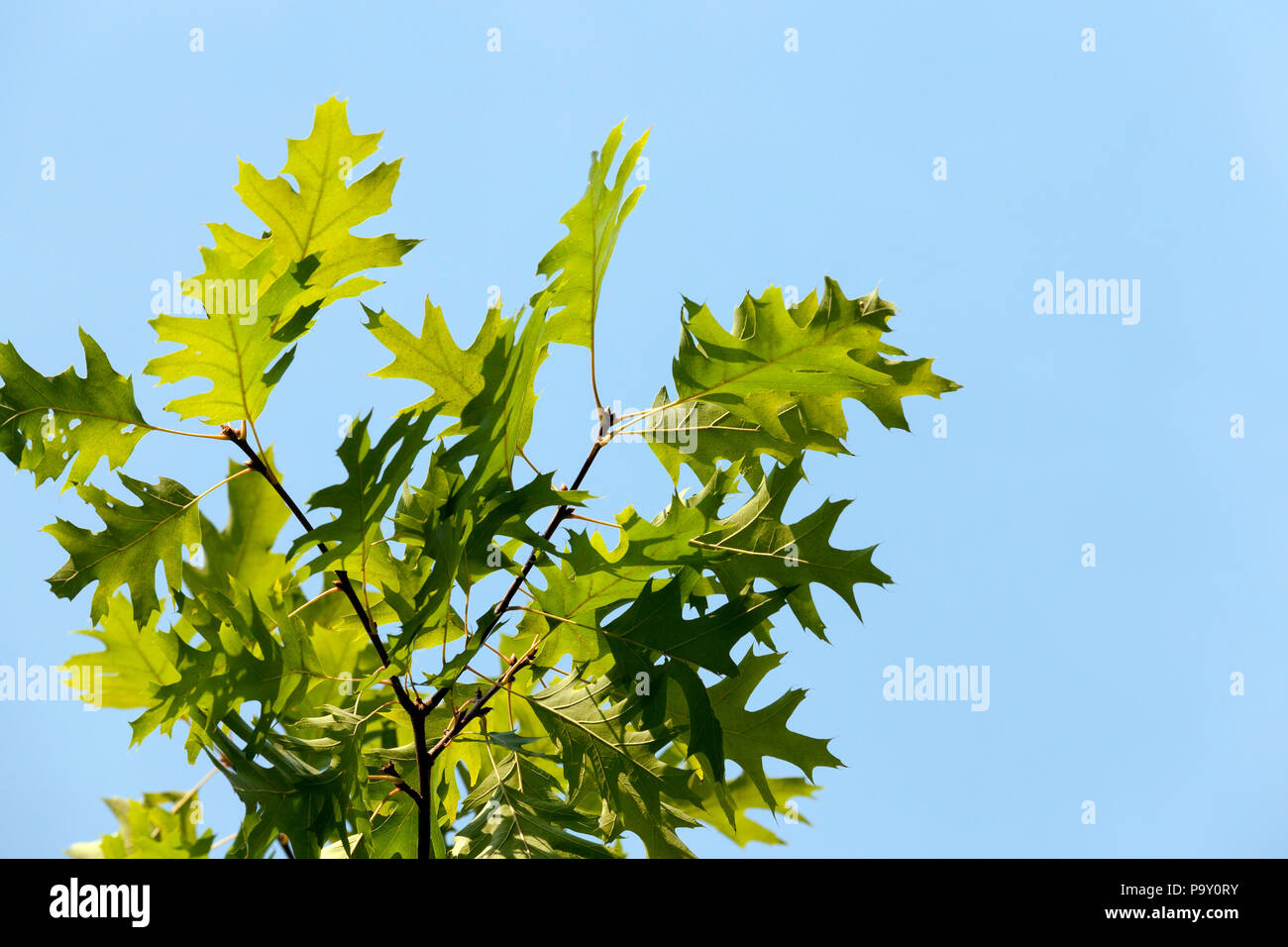 Oak tree against a blue sky hi-res stock photography and images - Alamy