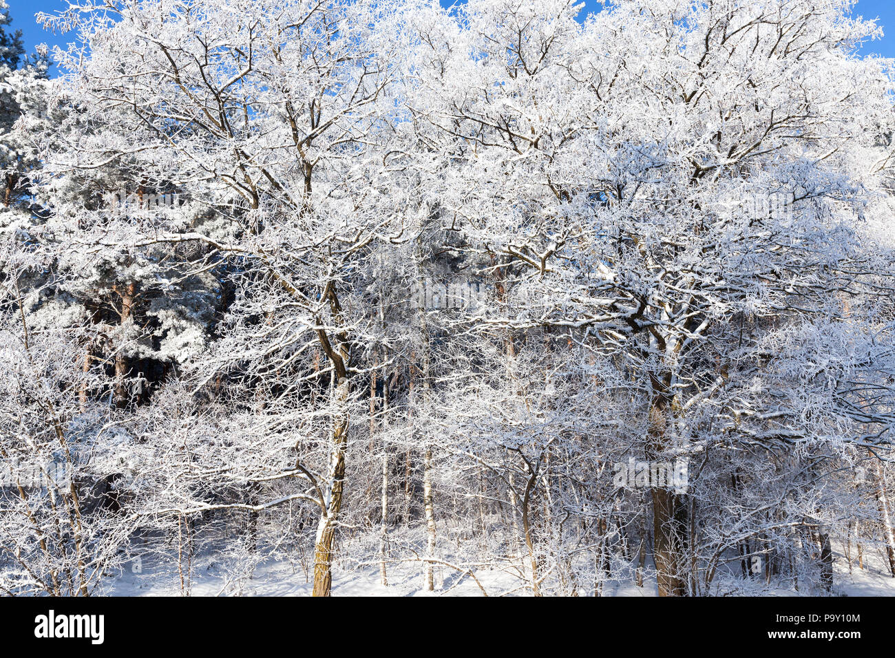 snowcovered frosty branches of deciduous trees in the winter season, beautiful weather in a