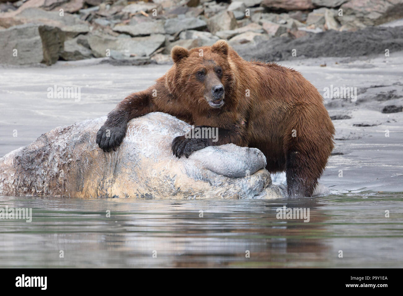 Brown Bear feeding on a dead Brown Bear on a beach in Katmai National Park Stock Photo