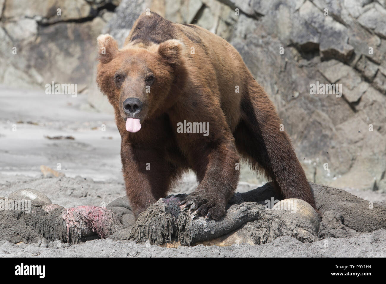 Brown Bear sticking out his tongue, feeding on another bear. Katmai National Park. Stock Photo
