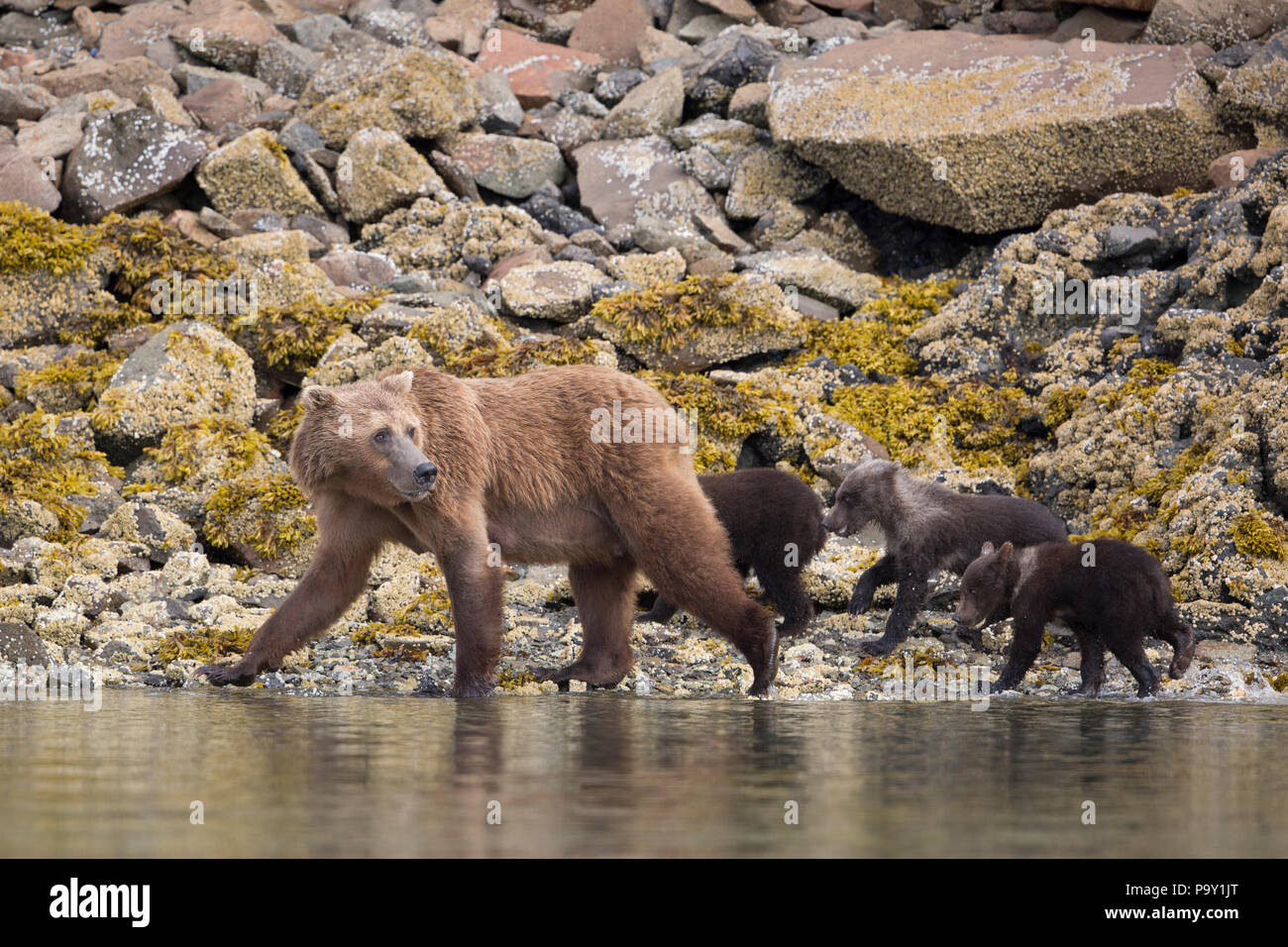 Mother Brown Bear with three cubs on the shores of Katmai National Park, Alaska Stock Photo