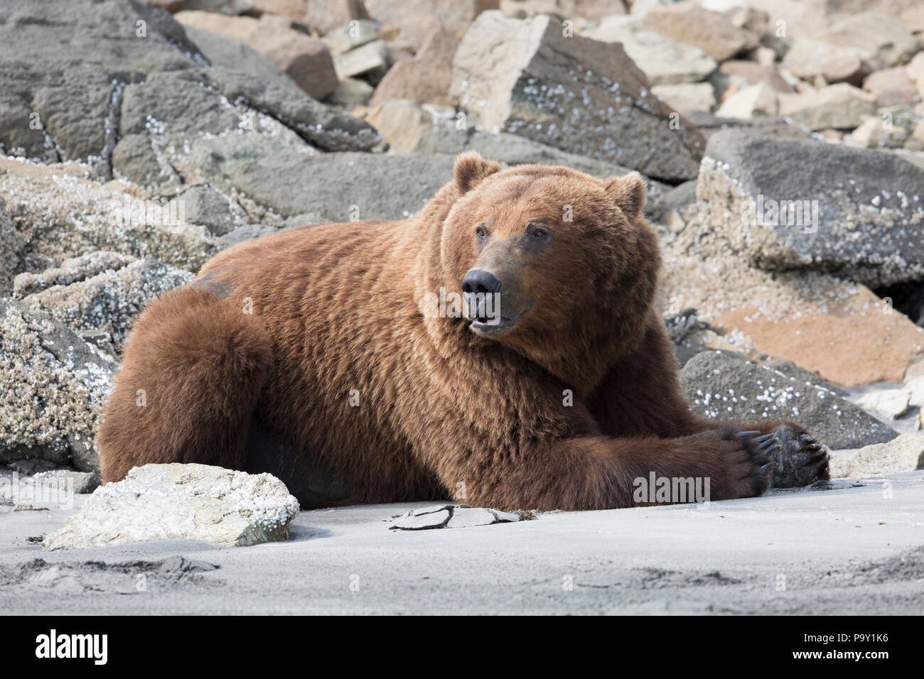 Alaskan Brown Bear, Katmai National Park Stock Photo