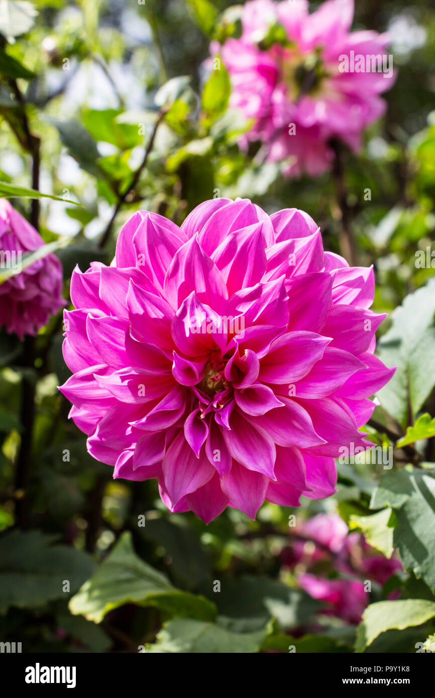 Dahlia dalia hi-res stock photography and images - Alamy