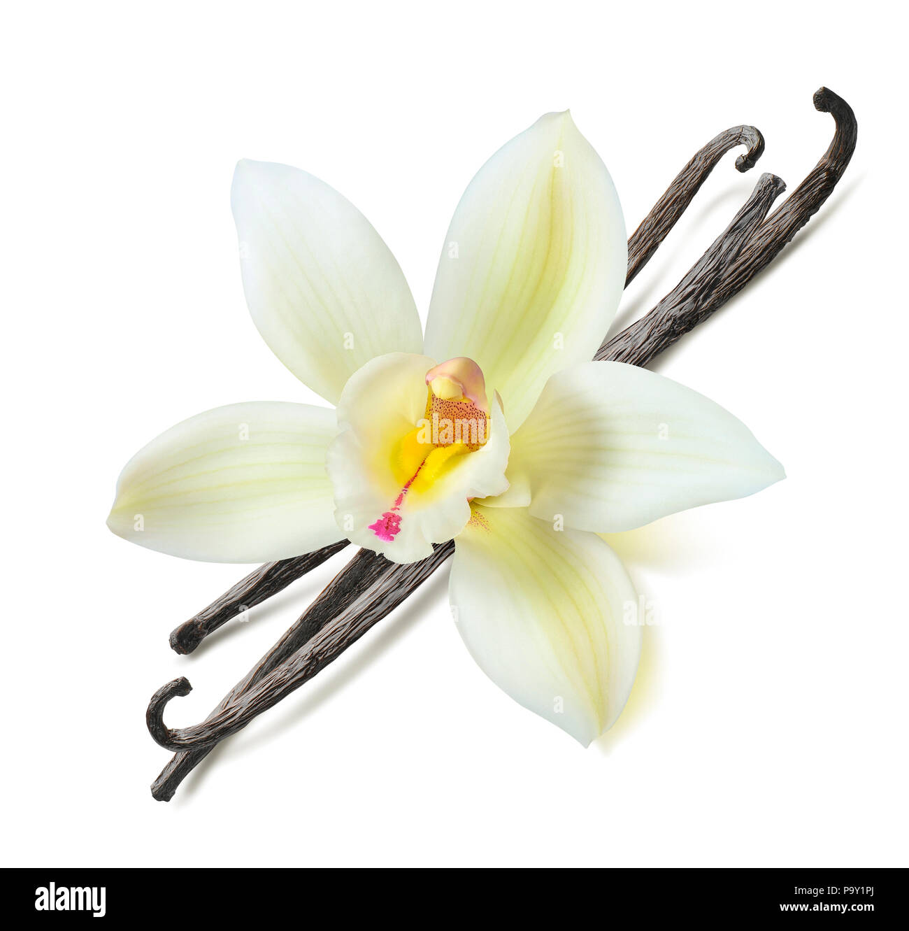 Vanilla bean flower diagonal isolated on white background as package