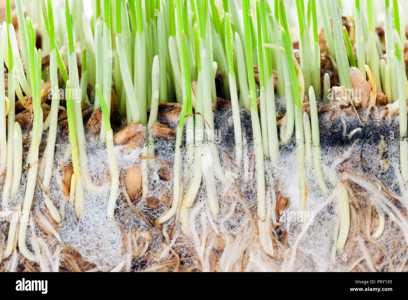 green sprouts and white roots with black spots of grown wheat, closeup Stock Photo