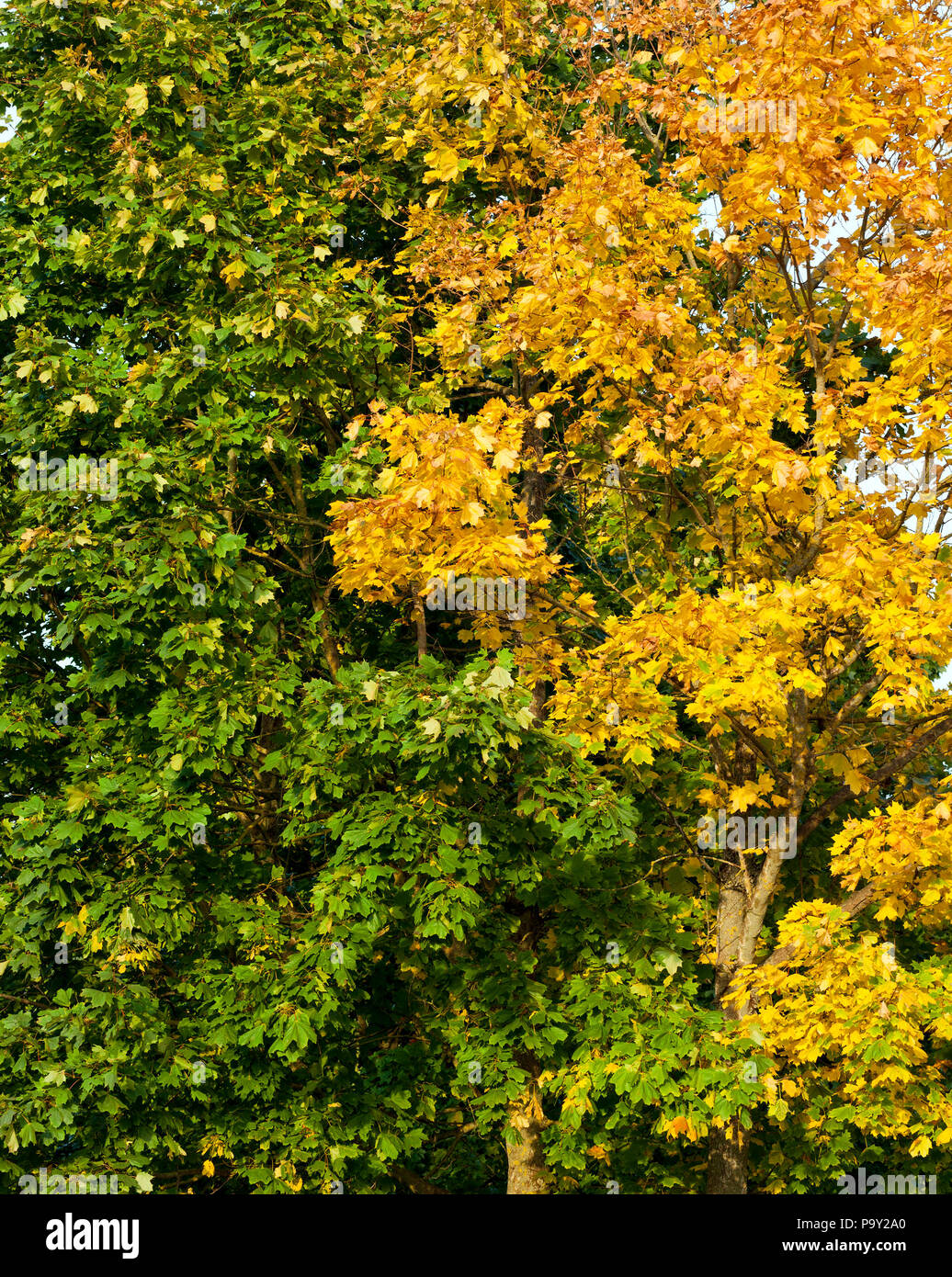Maples with yellow leaves hi-res stock photography and images - Alamy