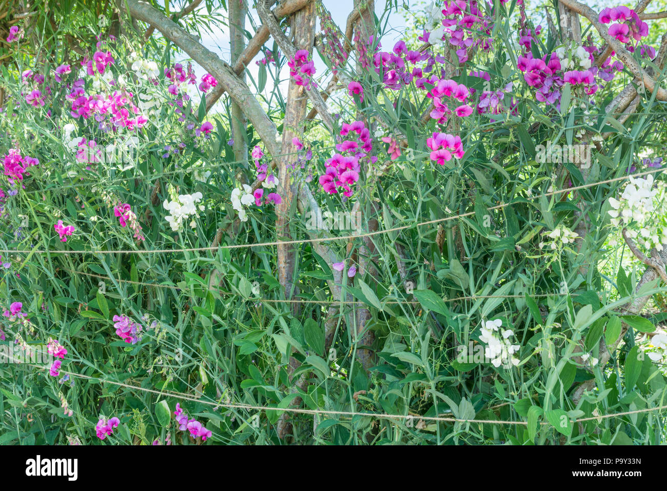 Lathyrus latifolius, perennial everlasting pea Stock Photo