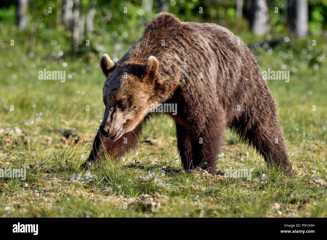 Brown bear is crossing the swamp. Stock Photo