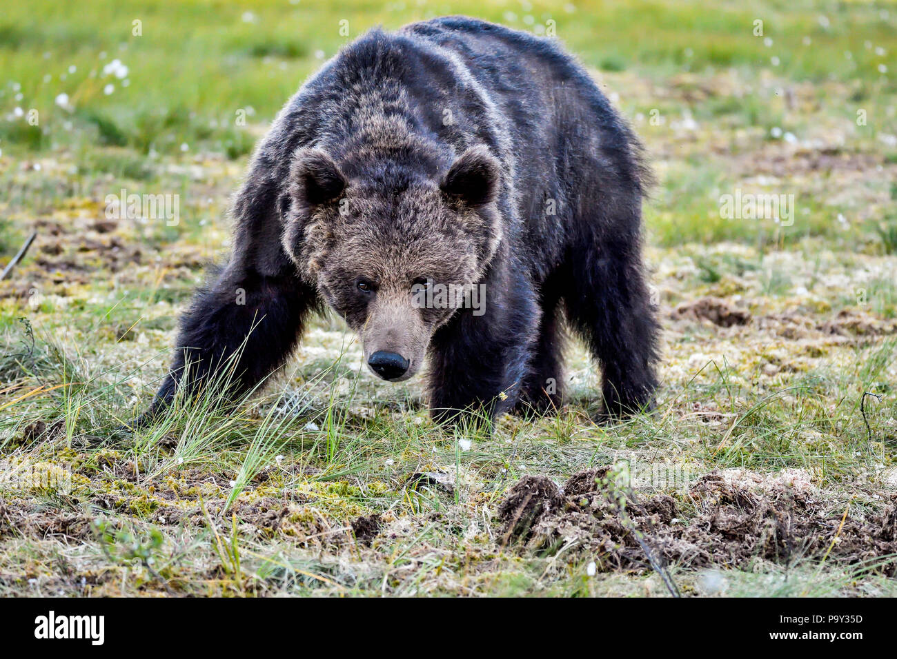 This staring look of the fully grown male brown bear means he is in serious mood. Stock Photo