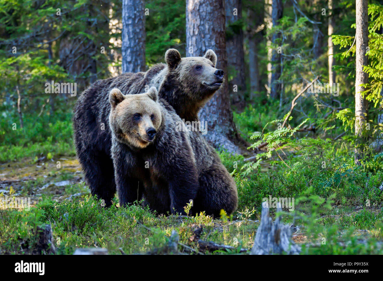 Brown bear brothers in the forest. Stock Photo