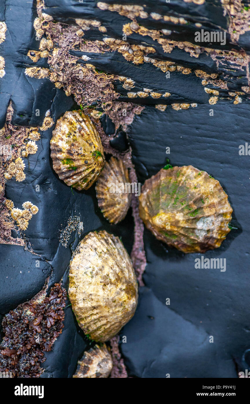 Sea Shells on the Rock Stock Photo