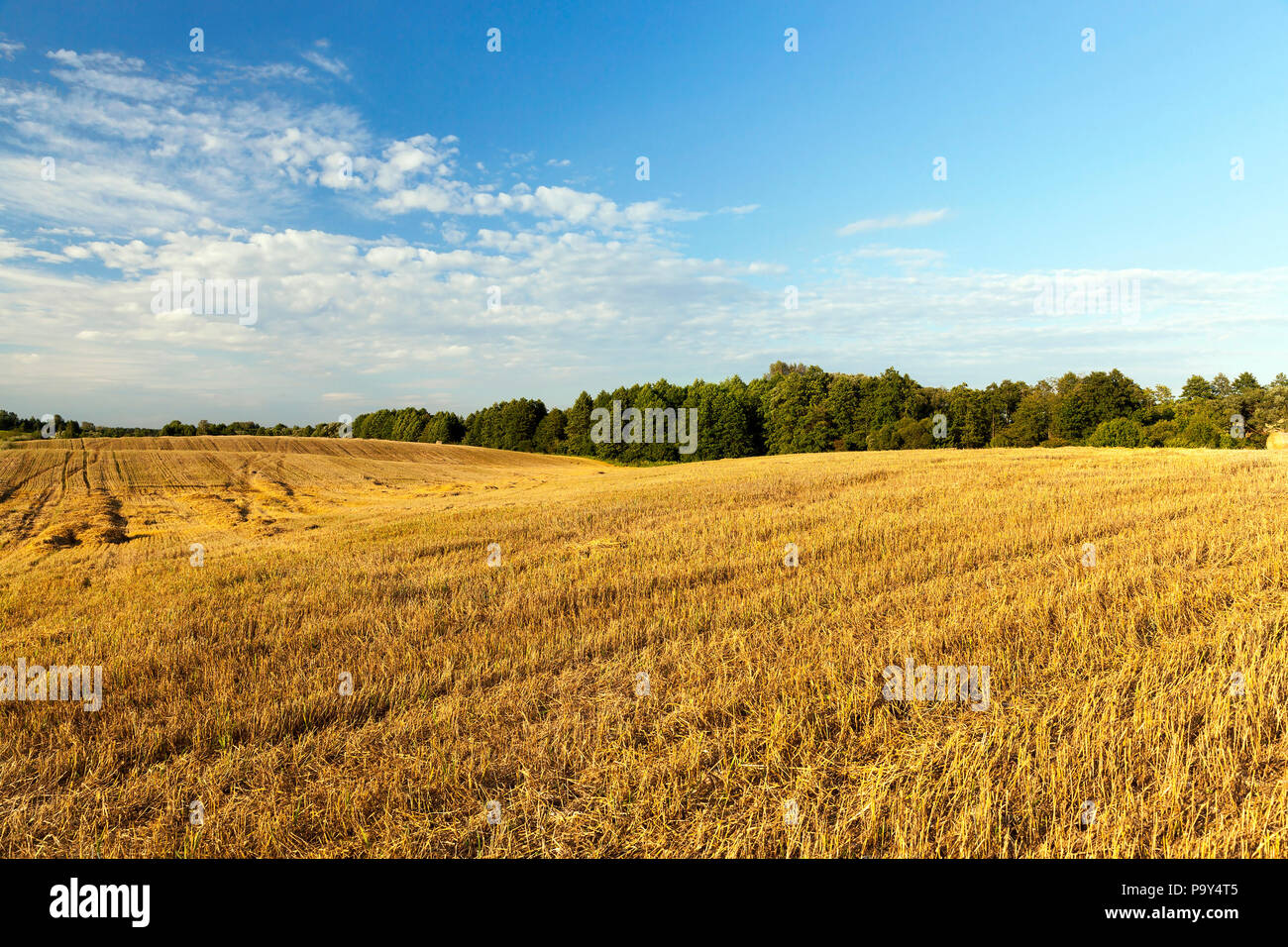 agricultural field with barley stubble after harvest of cereals, summer ...