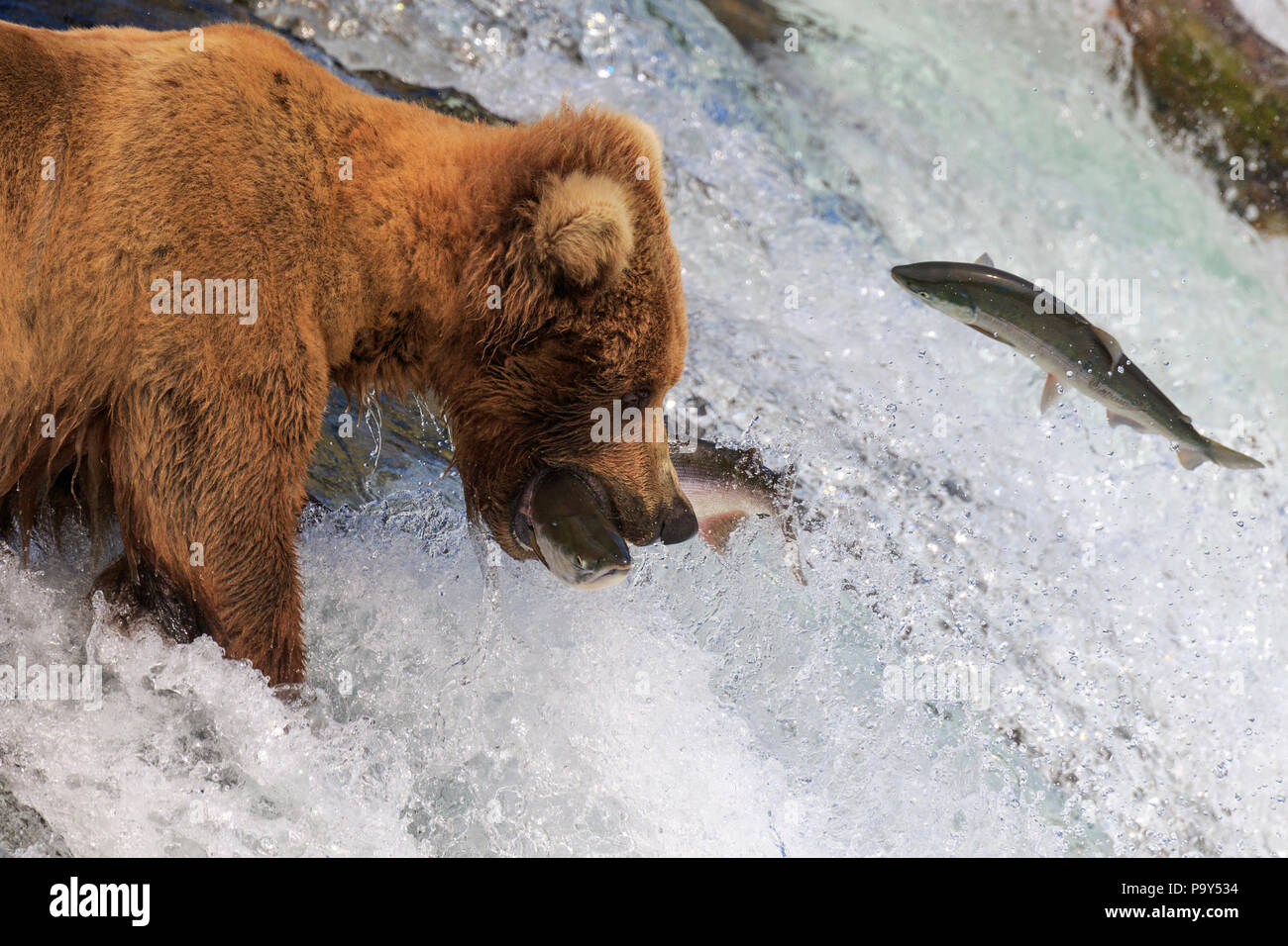 Brown Bear feeding on Salmon, Katmai National Park, Alaska, USA Stock Photo
