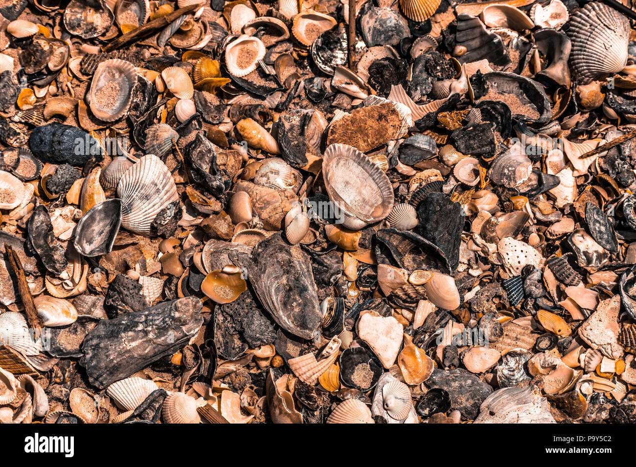 A pile of sea shells cover part of the beach at Folly Beach South Carolina. Stock Photo