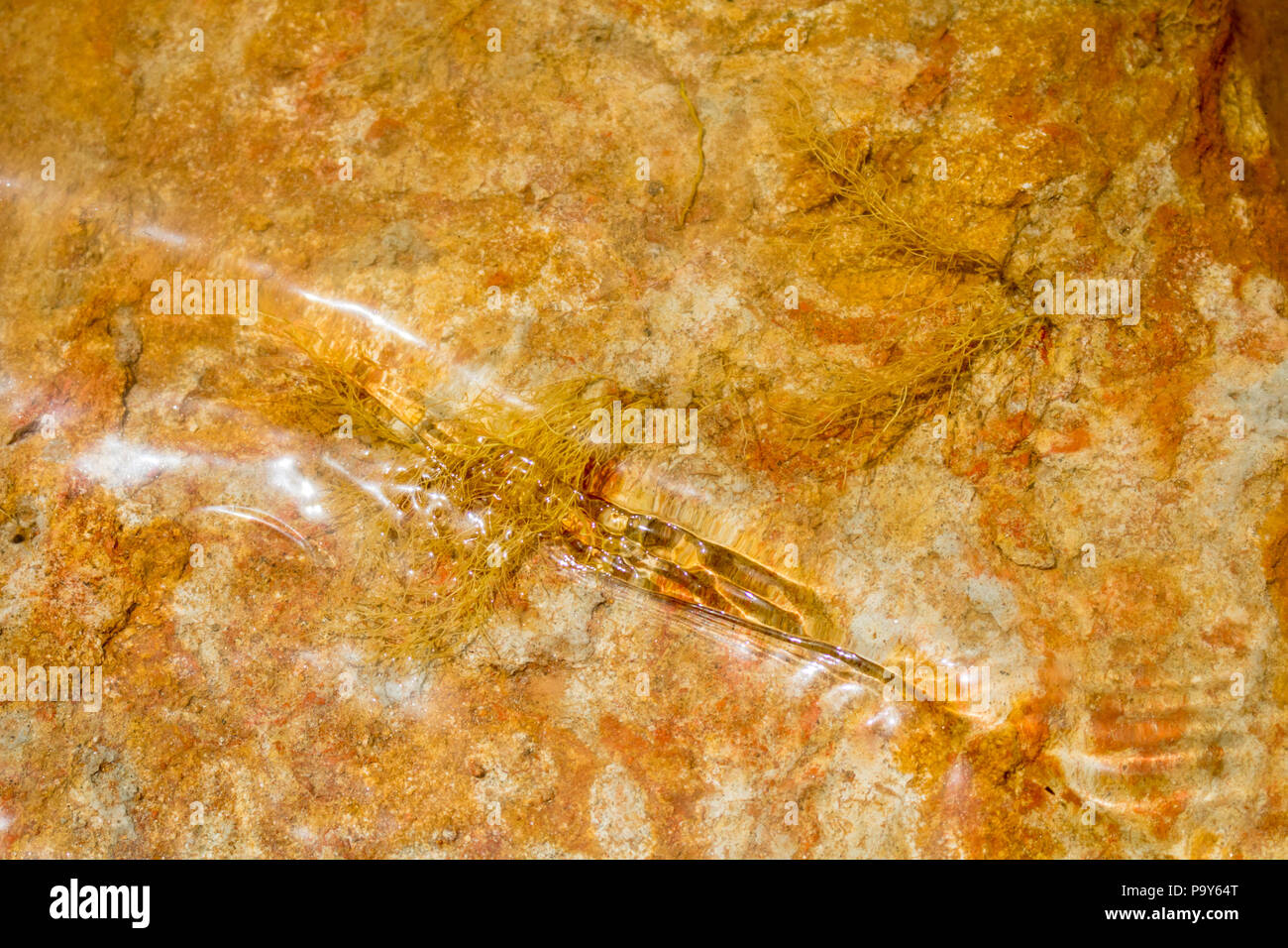 Orange Stained Rocks A riverbed of orange coloured sedimentary rock with beautiful patterns ...