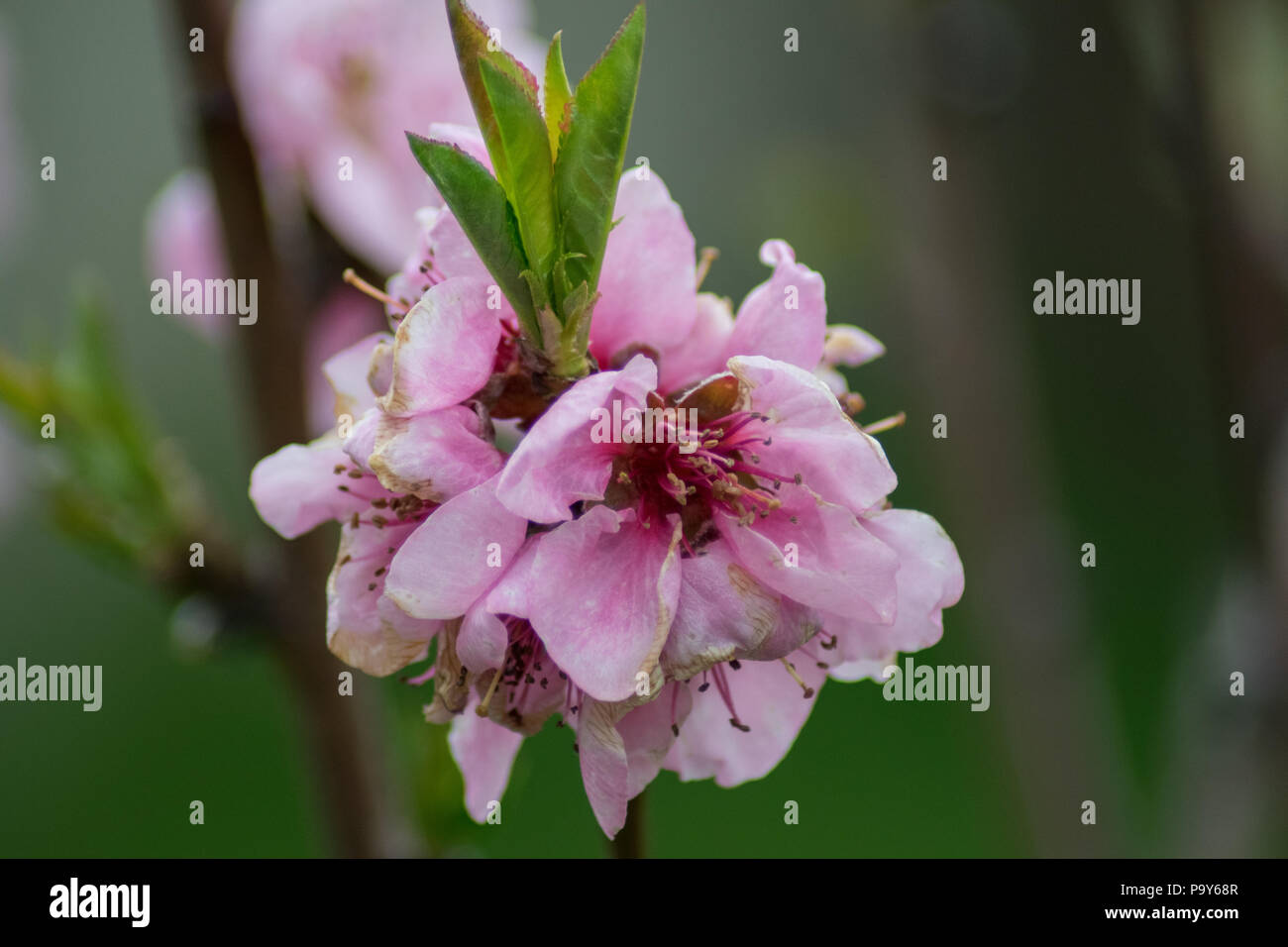 peach tree in my garden Stock Photo