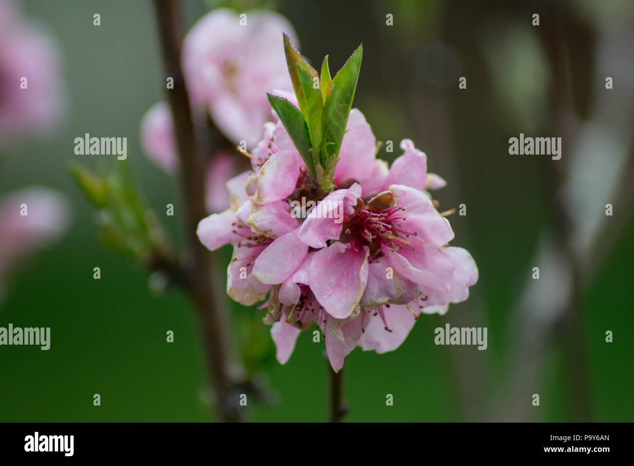 peach tree in my garden Stock Photo