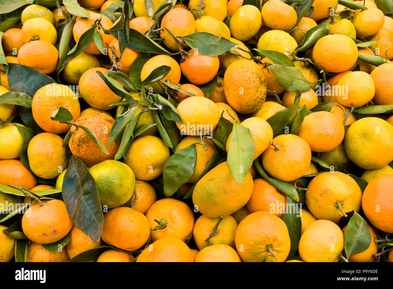 Clementine images hires stock photography and images Alamy