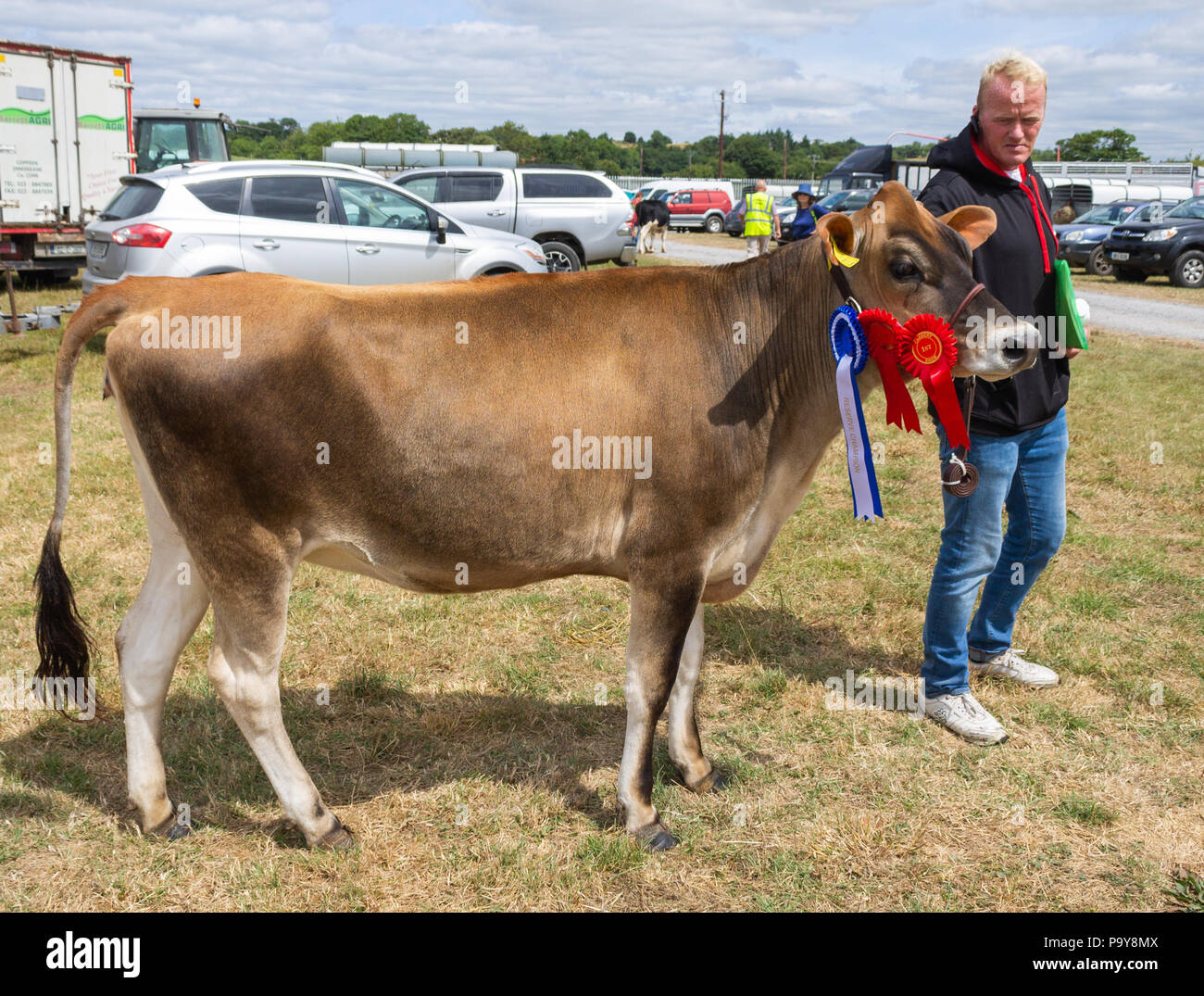 Prize winning cow livestock competition hi-res stock photography and images  - Alamy