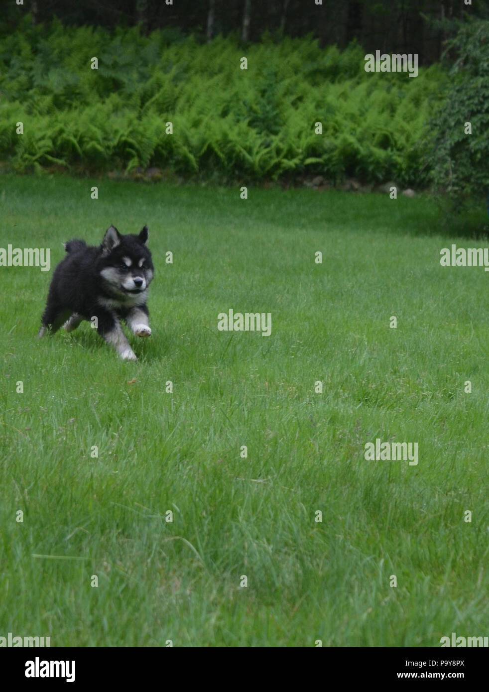 Playful alusky puppy running in a green grass field Stock Photo - Alamy