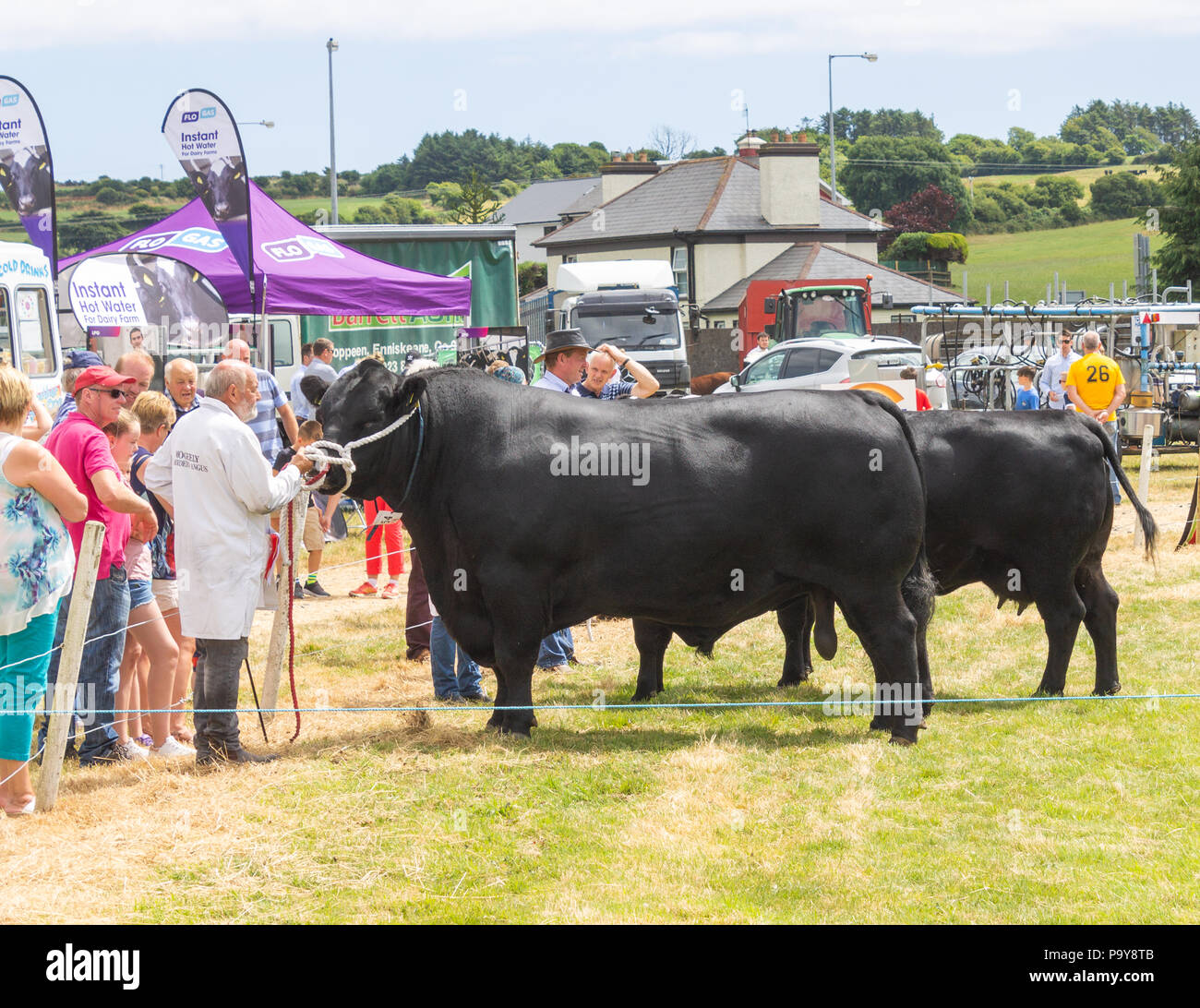 rural cattle and horse show and livestock competition in west cork
