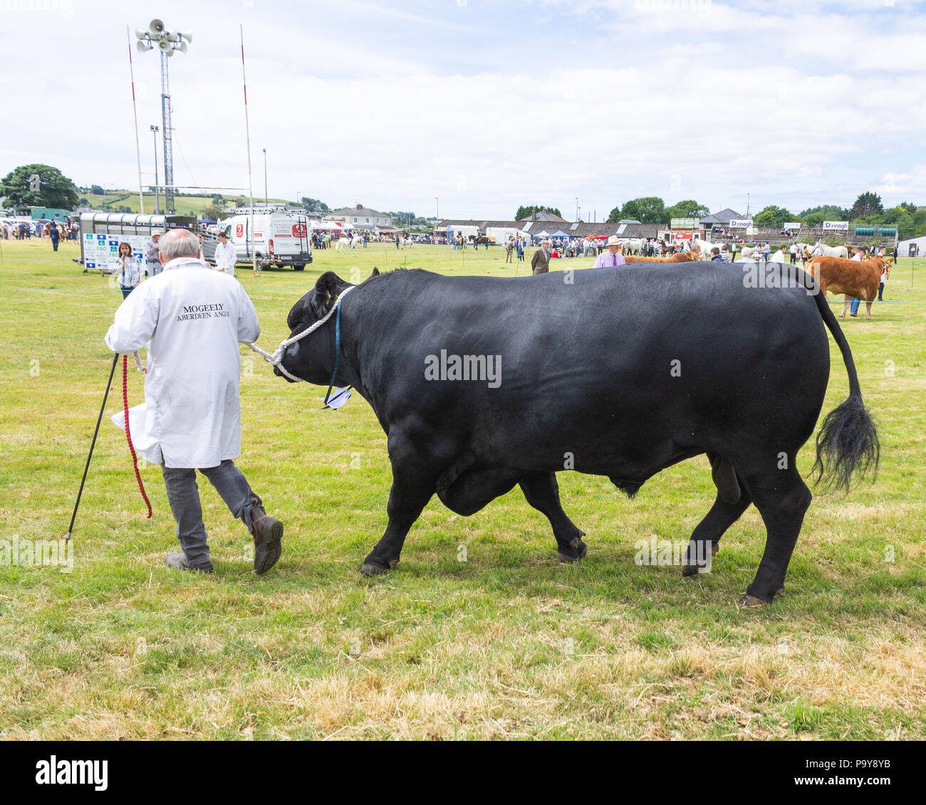 rural cattle and horse show and livestock competition in west cork