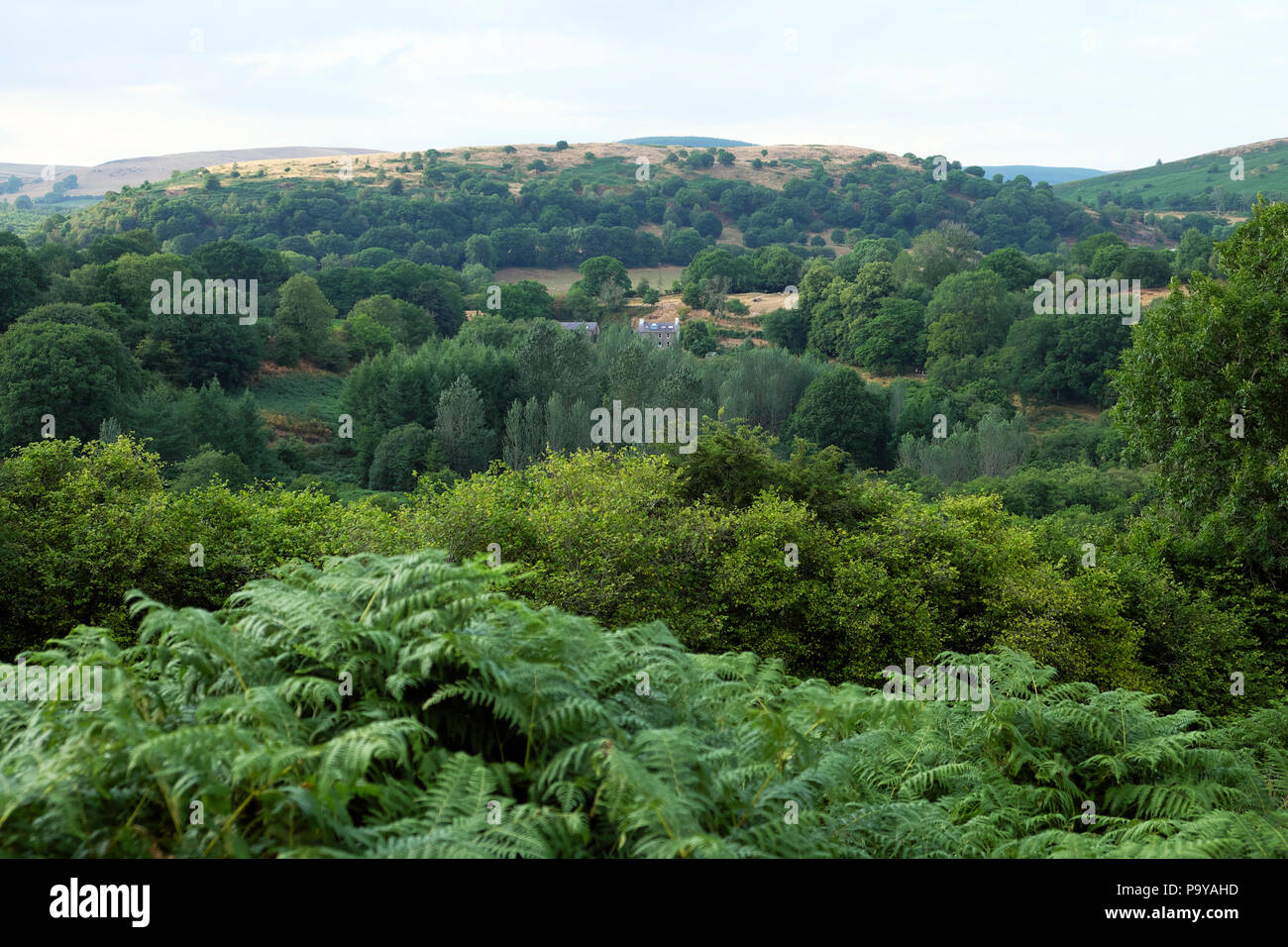 View of country house in lush green landscape of bracken ferns, hedgerow trees, wooded valley & parched hills Carmarthenshire, Wales UK  KATHY DEWITT Stock Photo