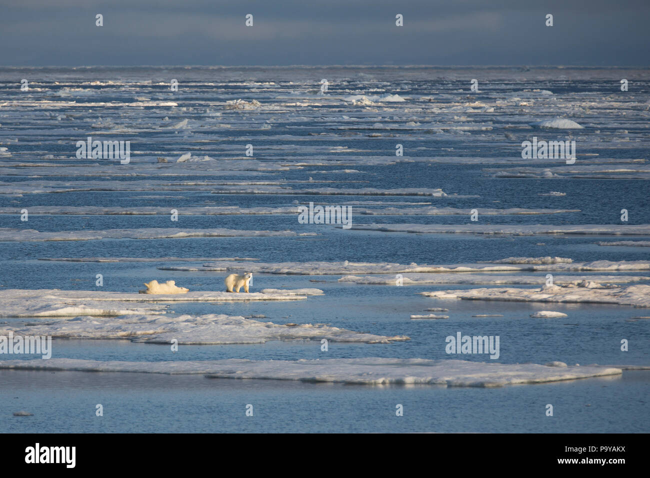 Two Polar Bears on sea ice, partially frozen Arctic Ocean near Svalbard Stock Photo