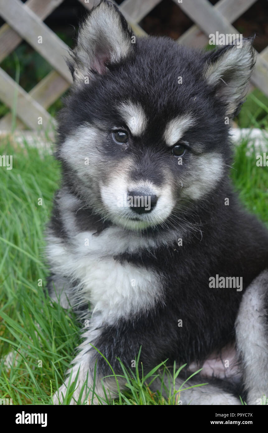 puppies that are really cute and fluffy