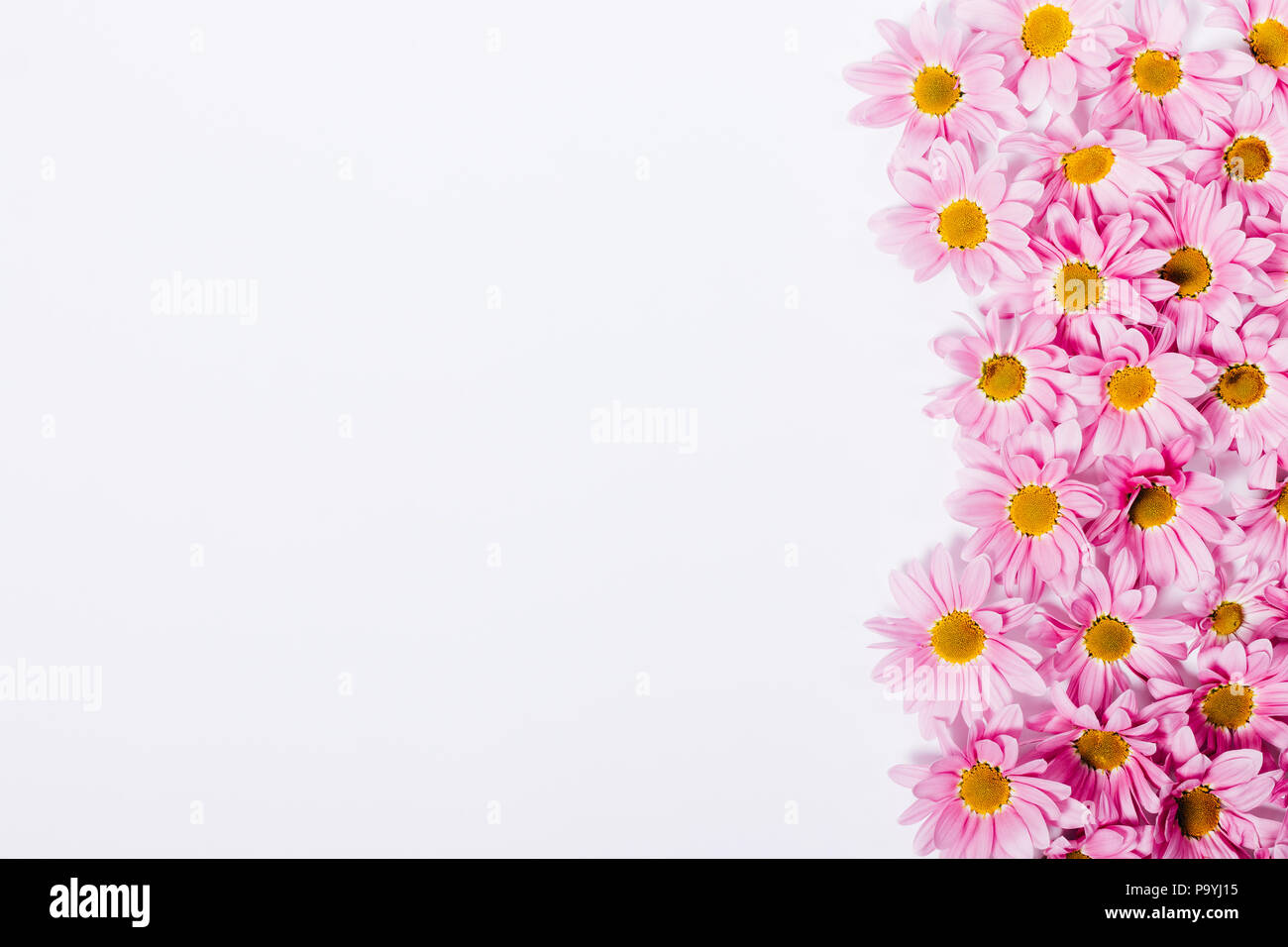Floral flat lay frame of pink flower heads on white background. Side