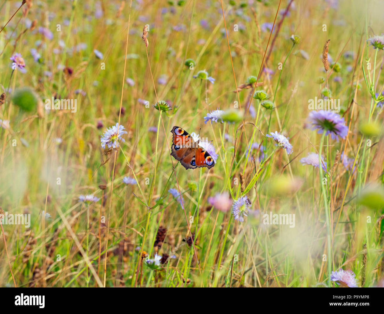 Peacock Butterflies Inachis io in wild flower meadow Stock Photo