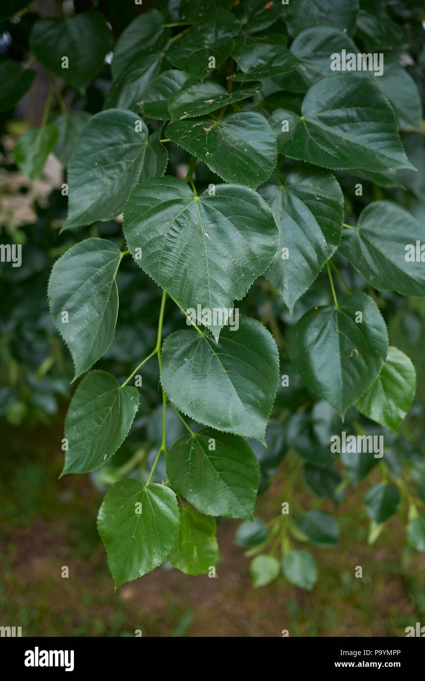 Tilia foliage Stock Photo