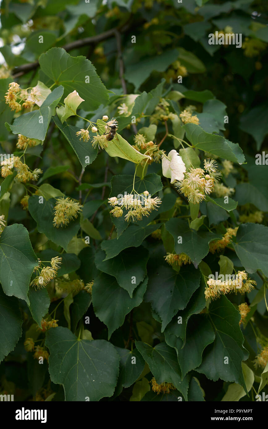 Tilia tree blooming Stock Photo