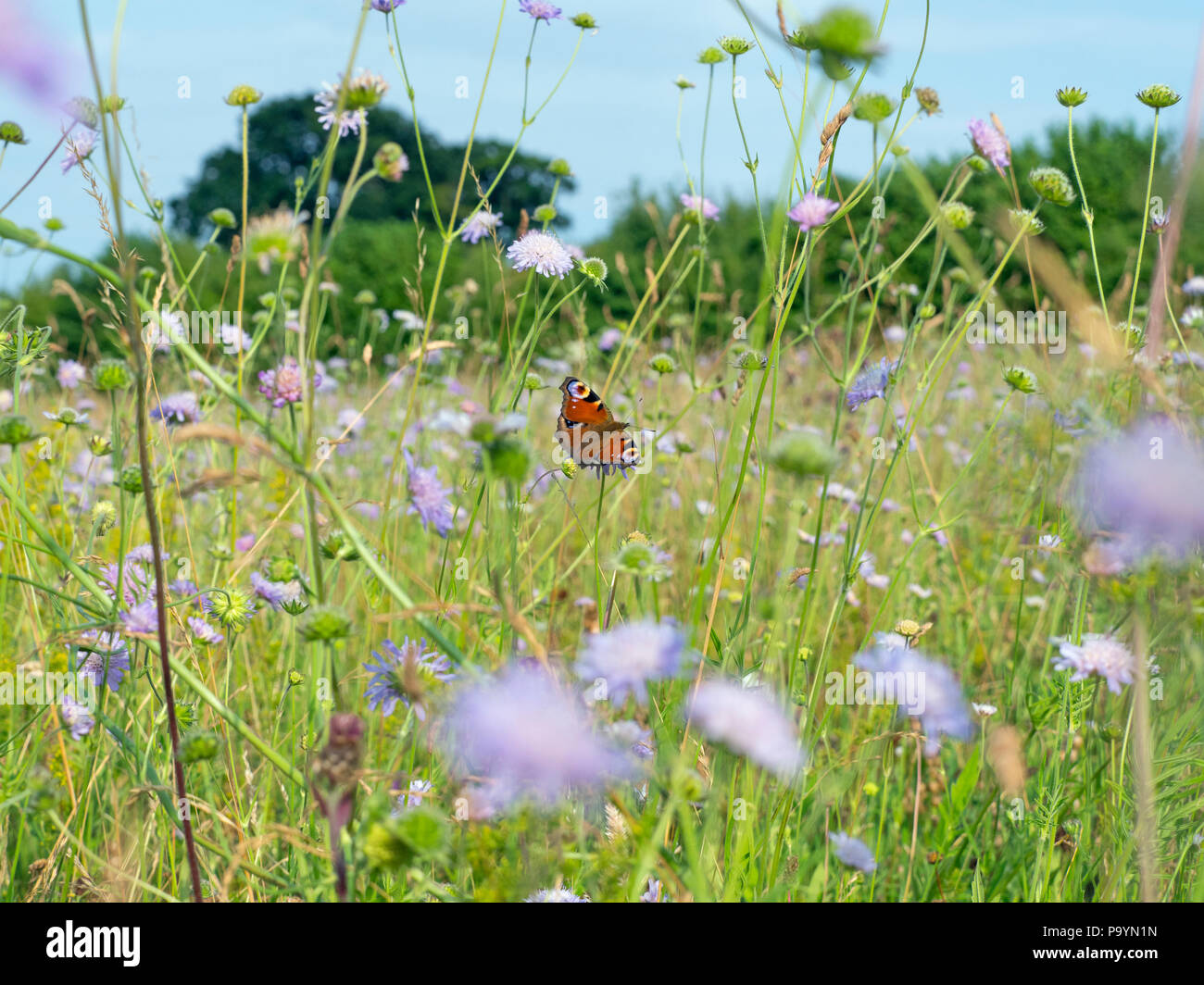 Peacock Butterflies Inachis io in wild flower meadow Stock Photo