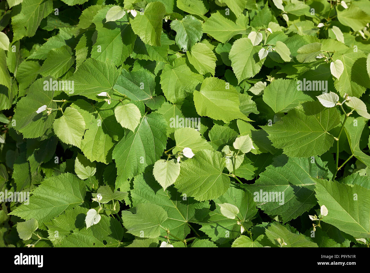 Tilia foliage Stock Photo