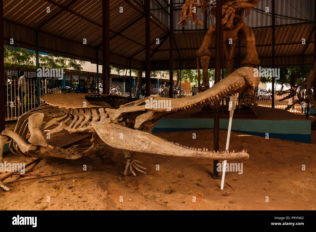 skeleton of Dinosaur Sarcosuchus imperator , Niamey, Niger Stock Photo