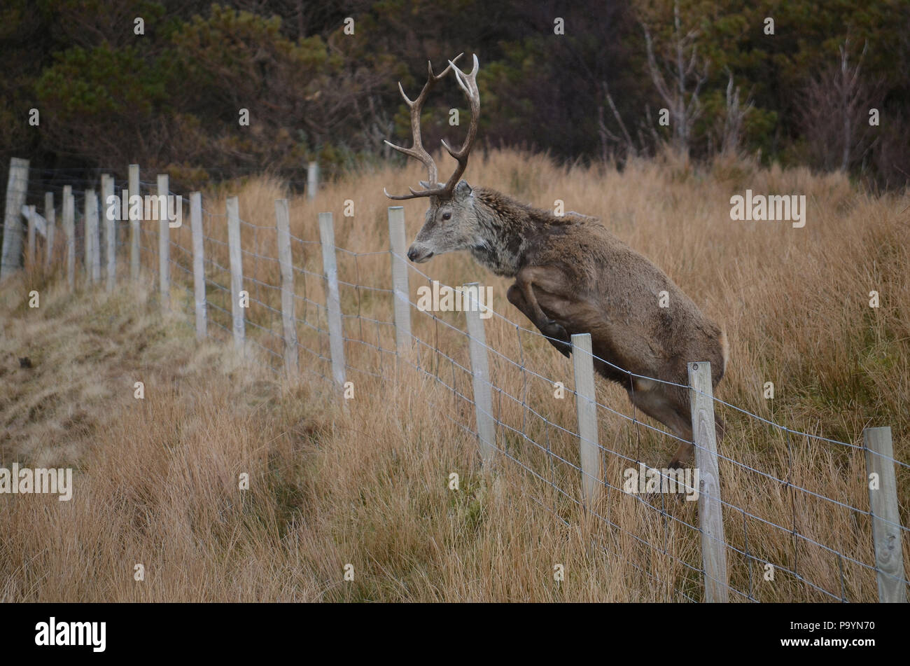 A stag leaping over a fence in the Scottish Highlands Stock Photo