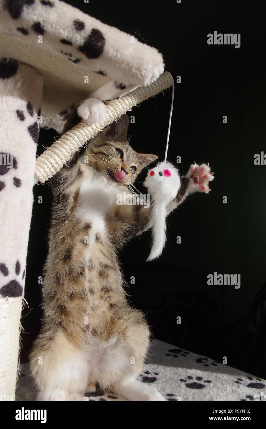 Kitten playing on cat tree Stock Photo Alamy